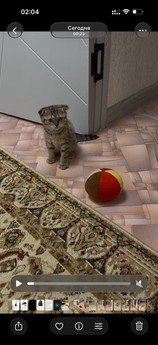 Кошка продам hgcvbj