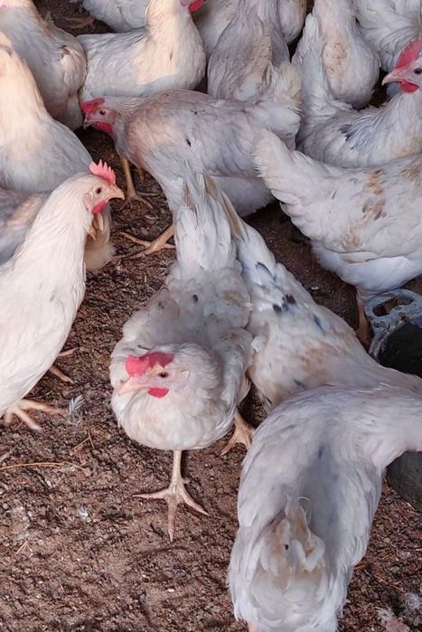 Куры несушки белые Коралл