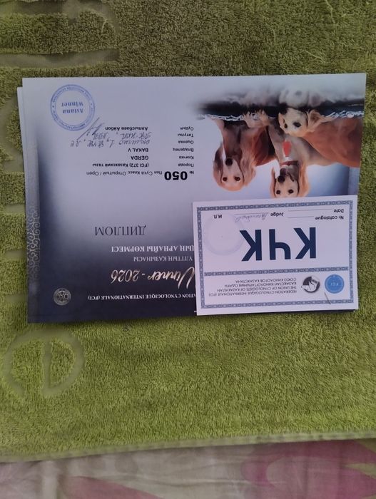 Щенки Казахской Тазы 100000