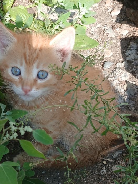 Отдам     котят.
