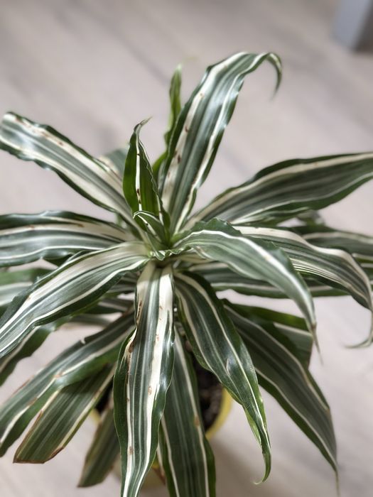 Драцена комнатная