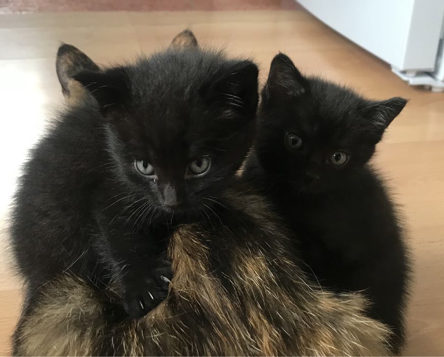 Отдам котят в добрые руки.