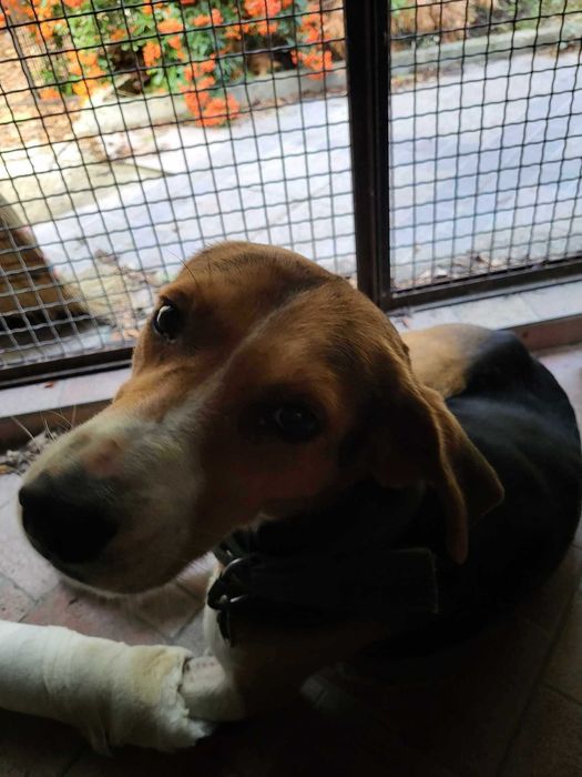 Търси се дом за Джони