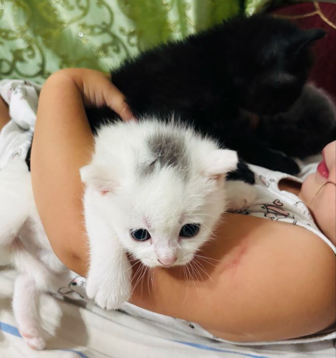 Котята 1мес 1 мальчик две девочки
