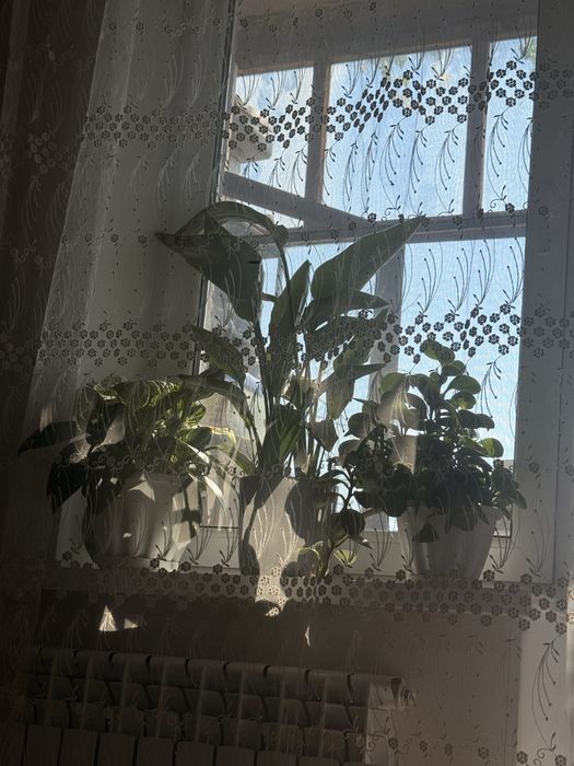 Комнатные растения