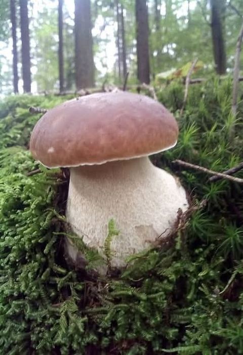 Суха борова манатарка, пачи крак