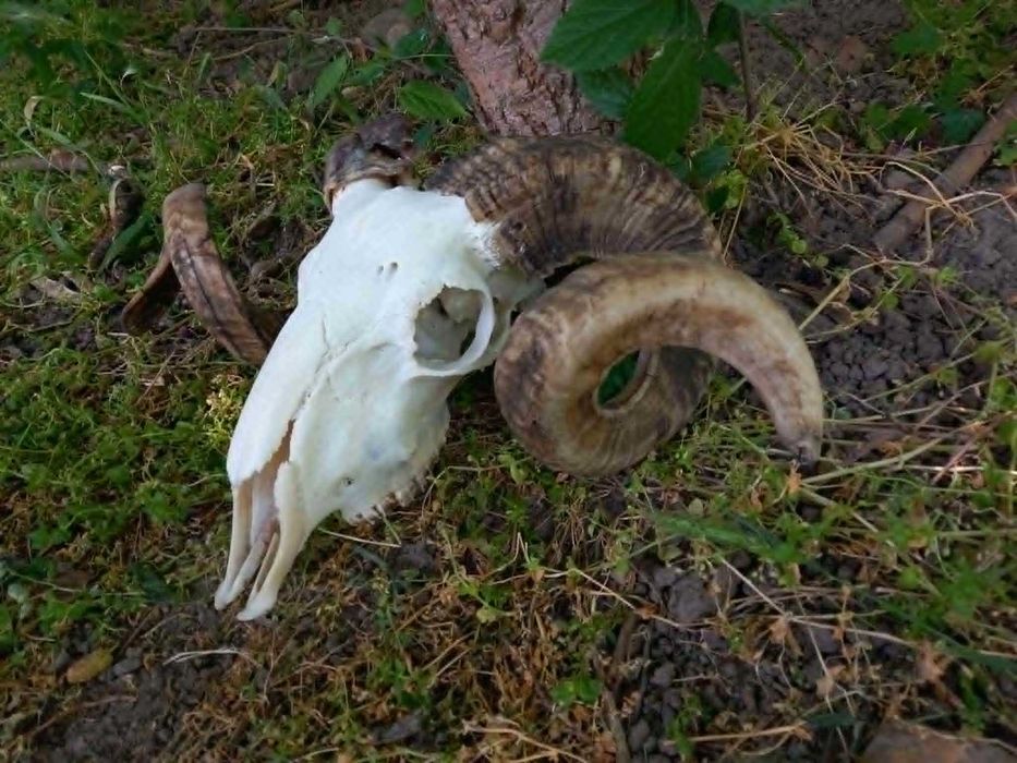 trofeu.trofee.craniu.coarne de berbec masiv