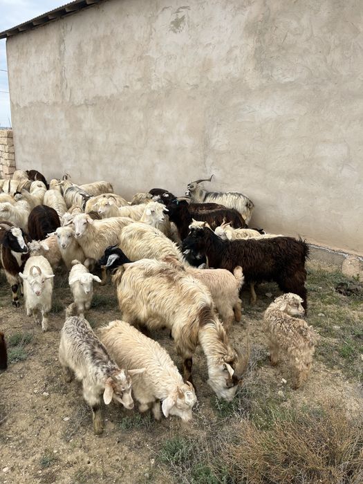 Лақты ешкілер сатылады