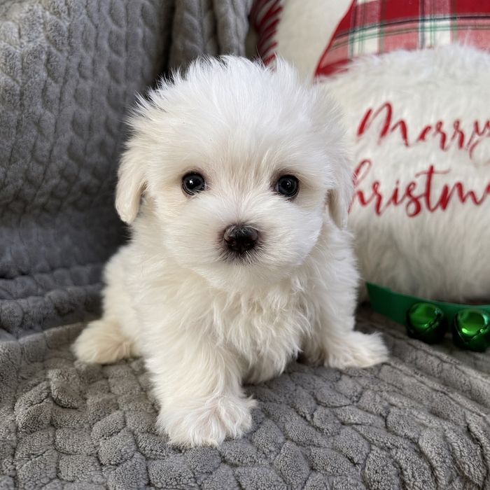 Bichon Maltez Mini toy