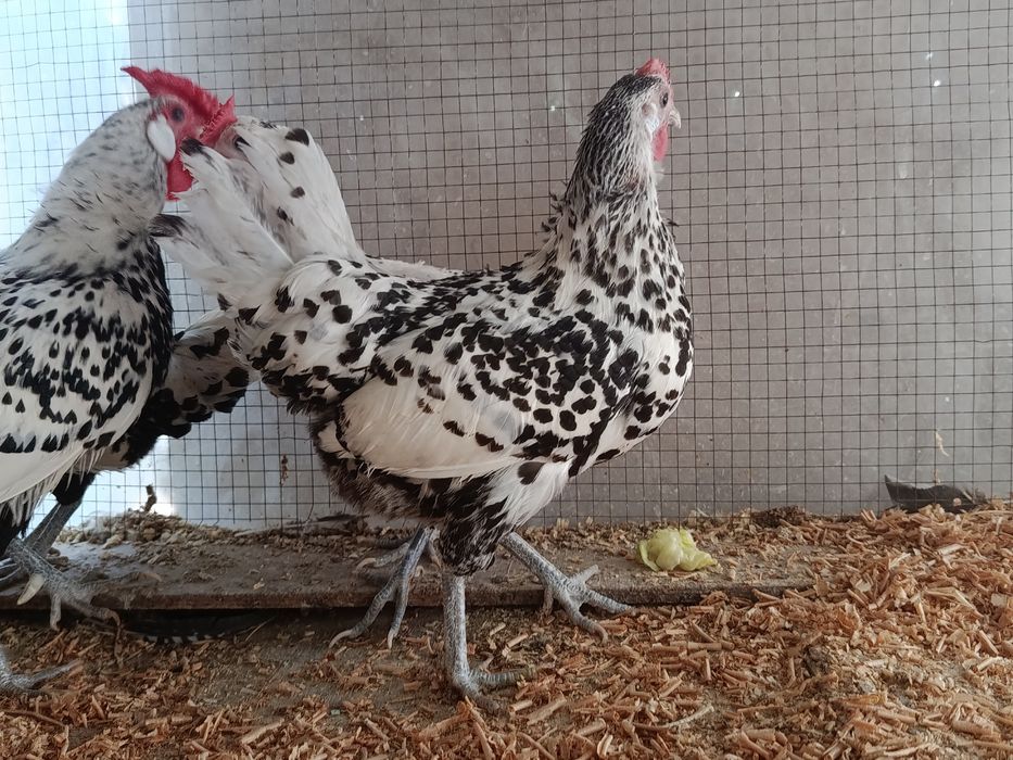Продаются куры породы гамбургская