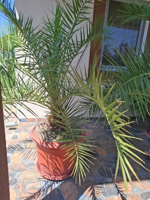 Planta Palmier curmal