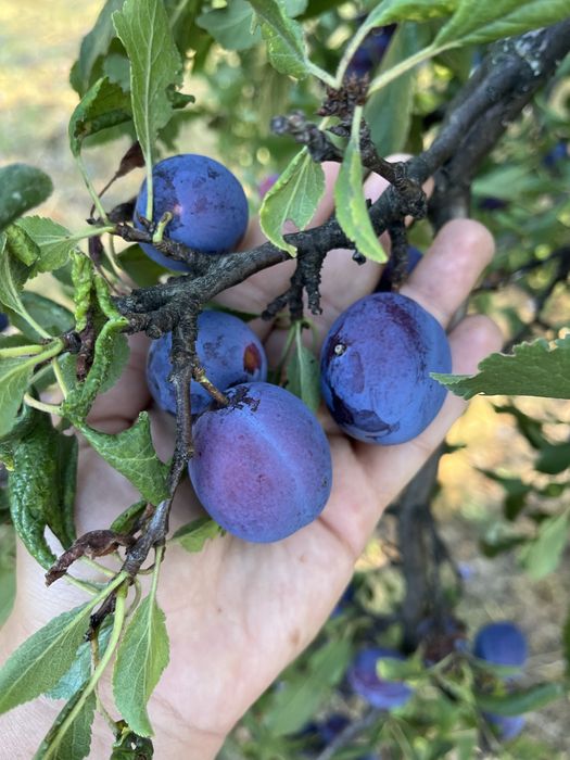 Prune de țuică bine coapte, randament maxim
