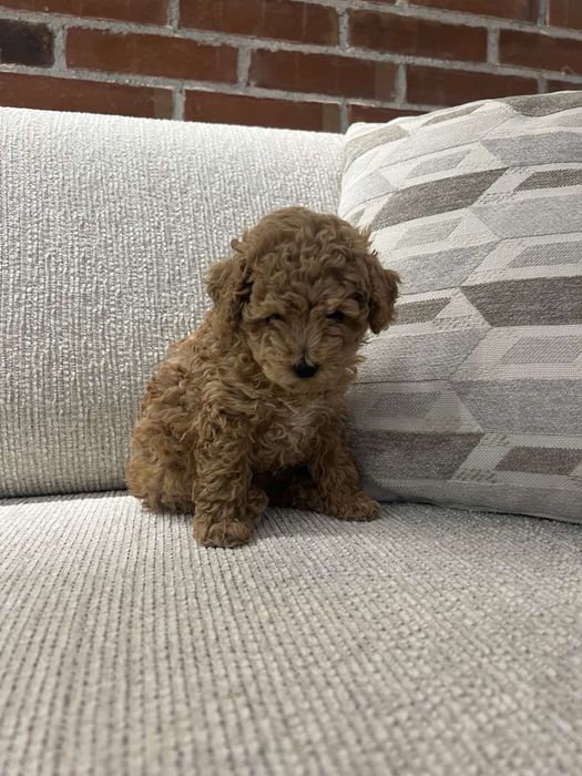 Той пудел -  тий къп