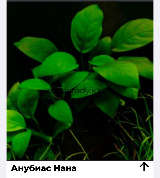 Растения для акварюма