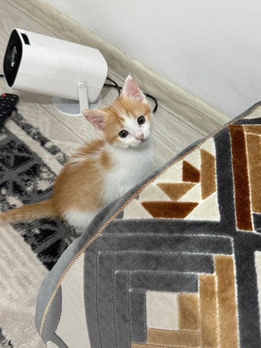 Котёни мальчик,Мысық бала