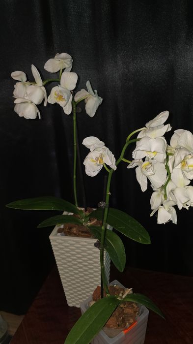 Сортовая орхидея