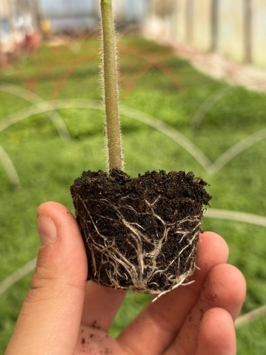 Разсади: Домат , Краставица , Пипер, тиквичка и патладжан