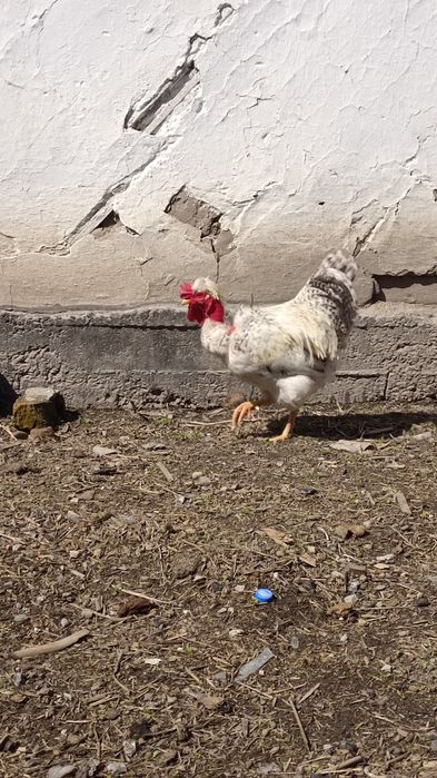 Петух Селекционный