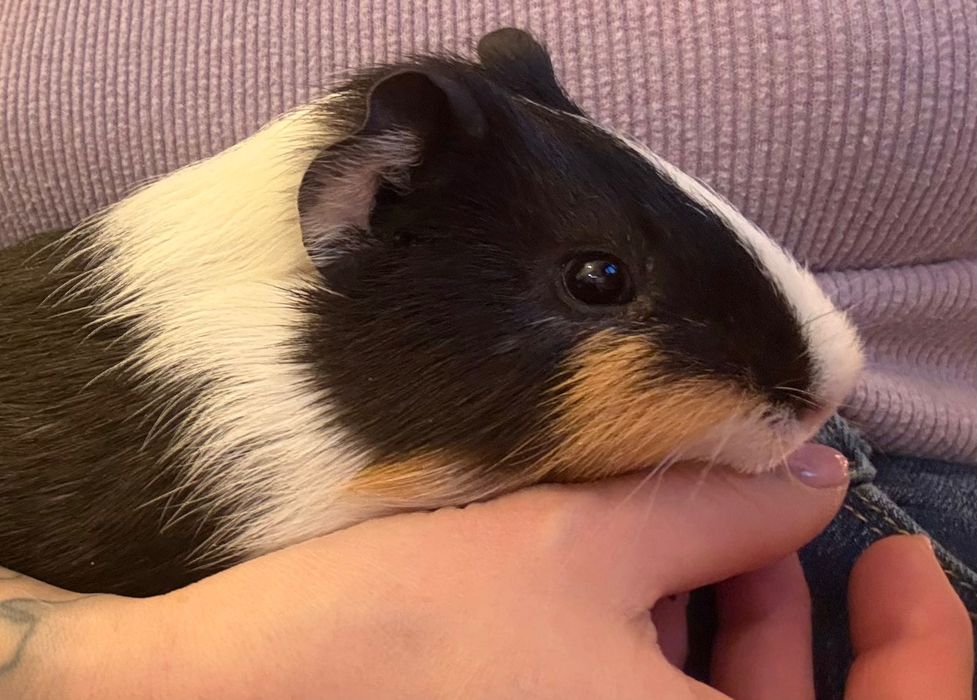 Подарявам мъжко морско свинче