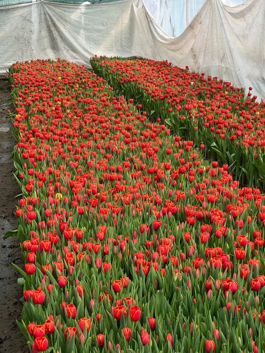 Тюльпаны королевкие