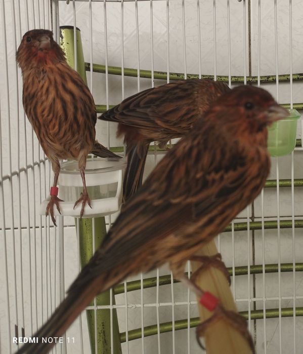 Канарейка молодойла. 3.  Ойли 4. Ойлила сотилади