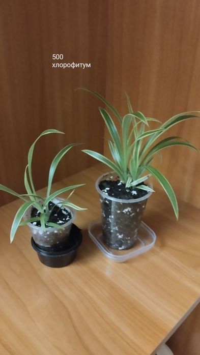 Предлагаю цветы комнатные.