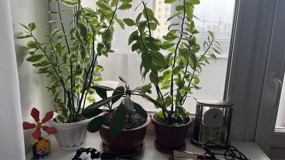 Продам комнатные цветы