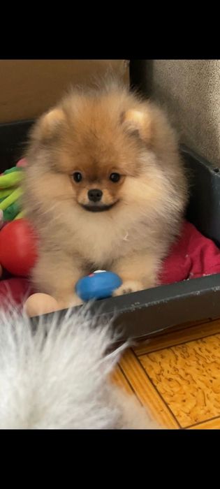 Померанский шпиц щенки