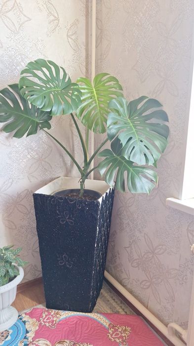 Срочно! Продается домашний красивый цветок