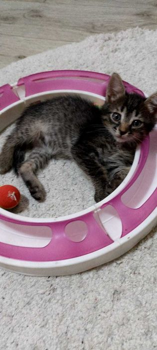 Отдам Котенка в добрые руки