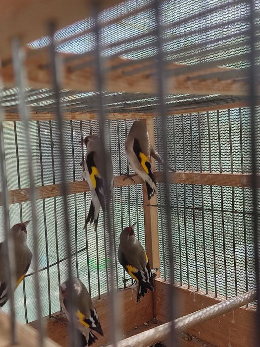 Птица певчая щегол