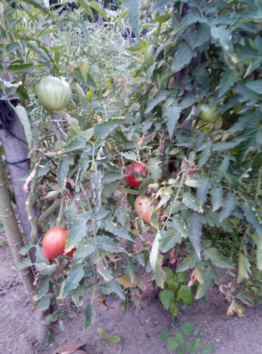 Продам помидоры домашние