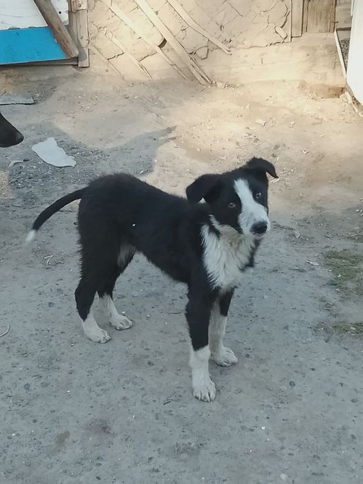 Продам самосвал для охраны дома кобель