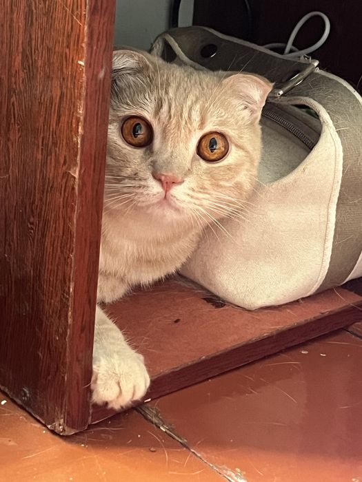 Котик шотландский