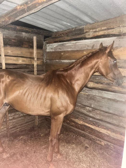 Чистокровный жеребец с документом