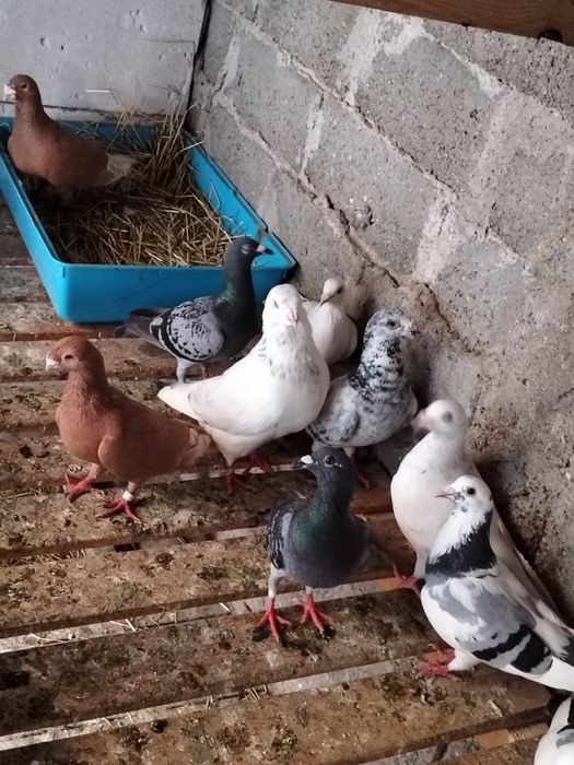 Voiajori sportivi și standard