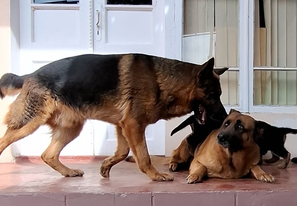Продаётся щенки немецких овчарок