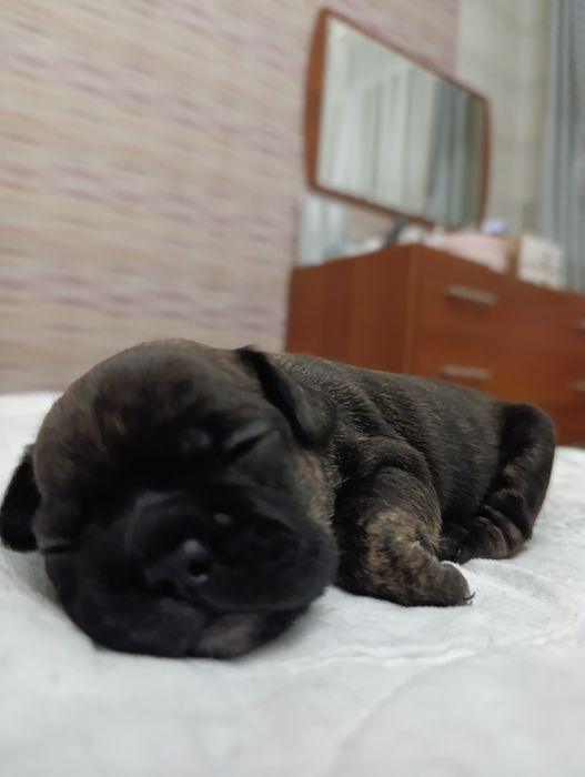 Щенки французский бульдог