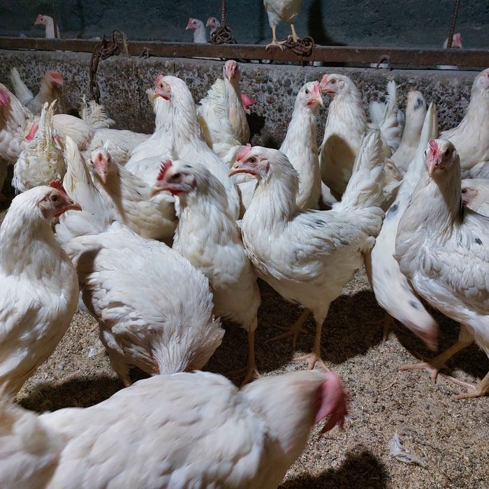 Продам куры нисушки