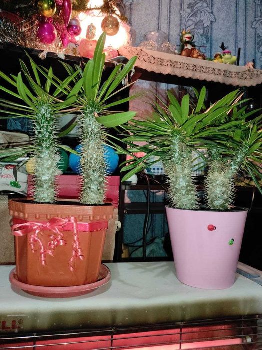 уход за растениями ,удобрение , пересадка, обрезка итд