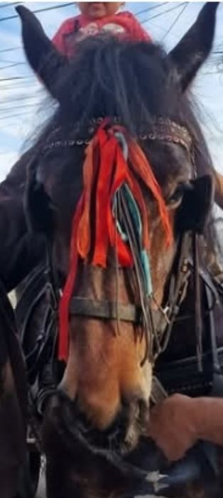 Caii de vânzare detalii  la telefon