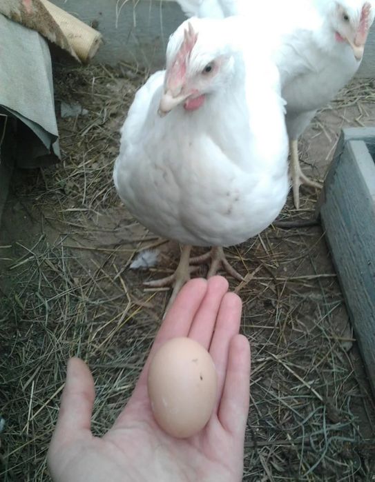 Куры Несушки Доставка