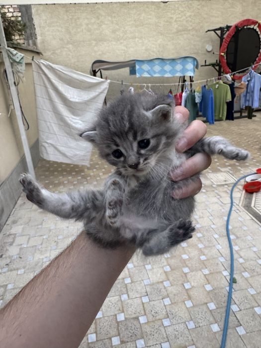 Продаются 4 серых котят