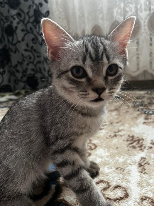 Котенок мальчик в добрые руки