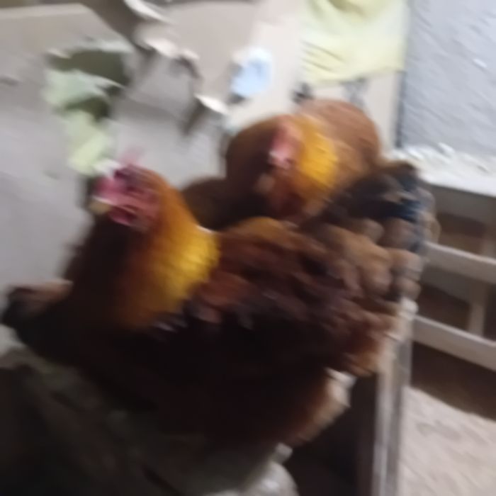 Vând gaini New Hampshire