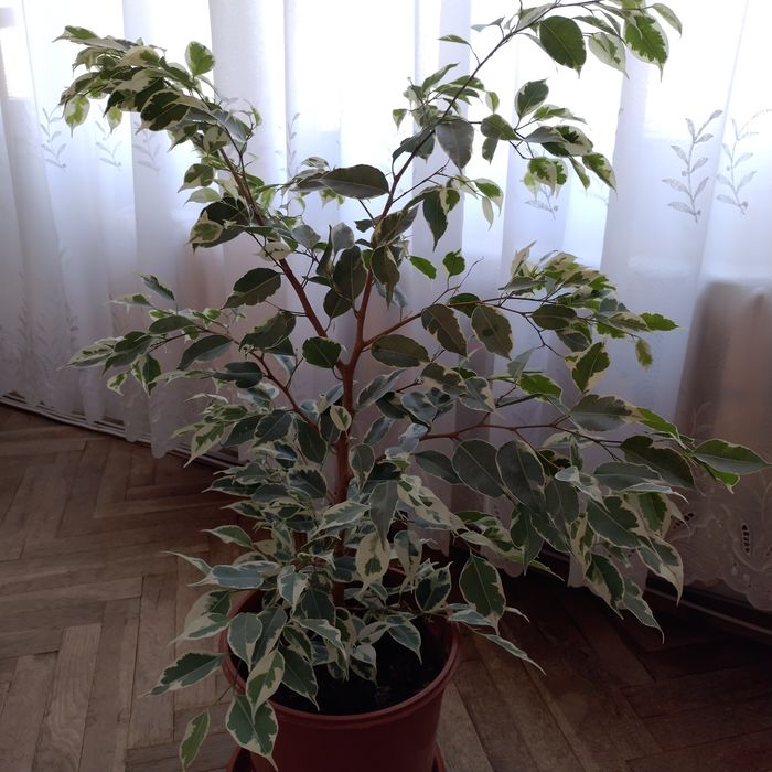 Фикус Бенджамин и Кралска теменужка