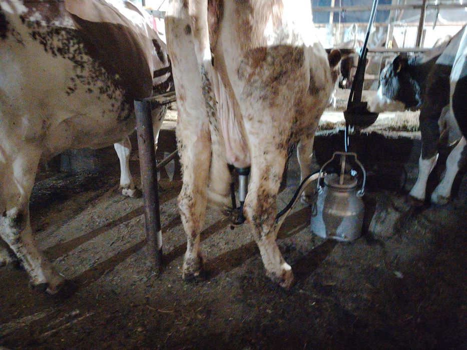 Junincă la prima fătare