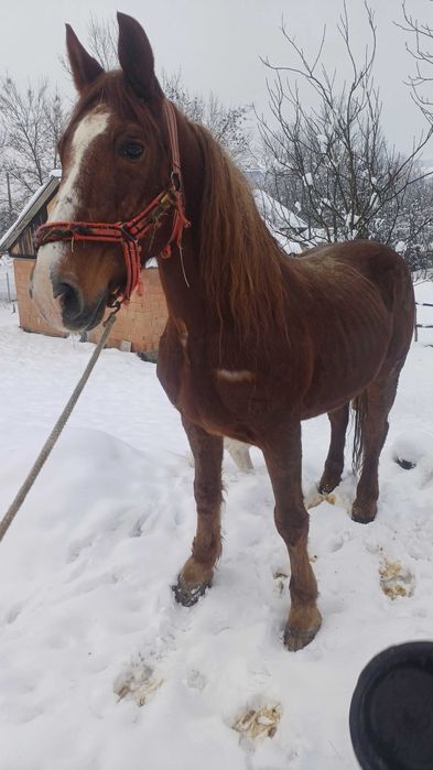 De vânzare un cal de 8 ani