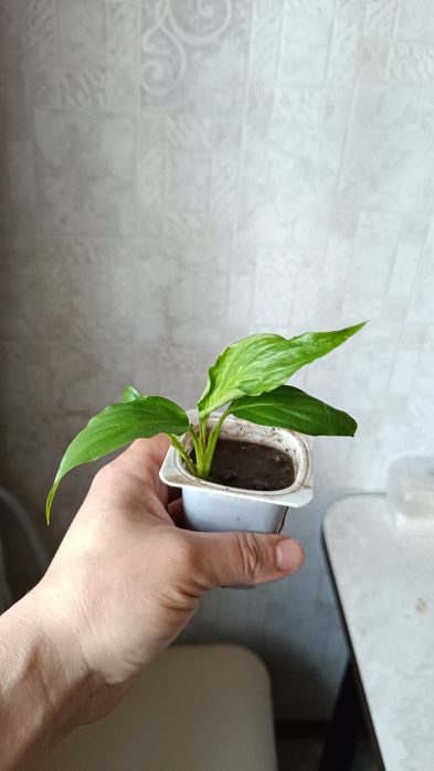 Женское счастье и дерево любви продам