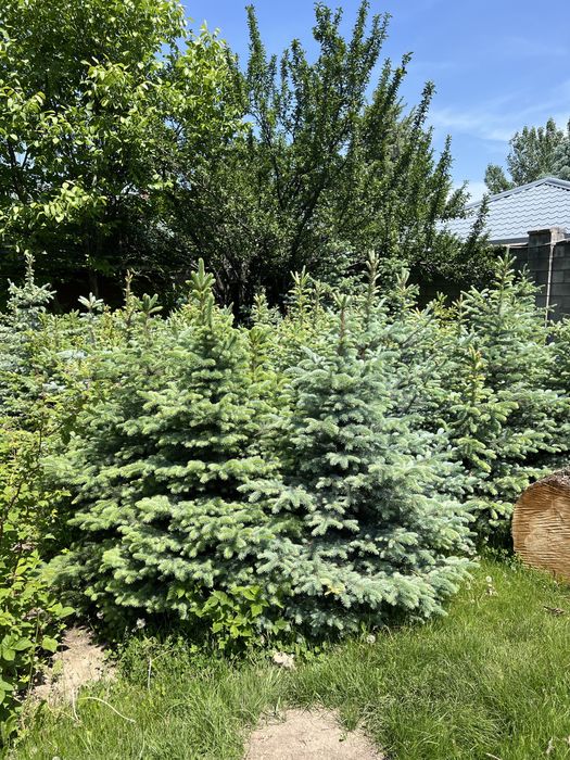 Продам голубые ели